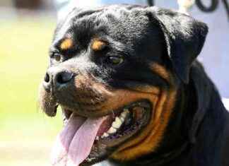 Polizei erschießt Rottweiler nach Angriff auf Frau in der Steiermark polizei-erschiet-rottweiler-nach-angriff-auf-frau-in-der-steiermark