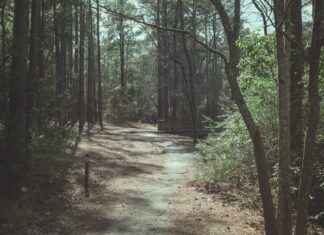 Aufstellungen: Teilnehmer: VfB Stuttgart II Gegen 1860 München Aufstellungen: Teilnehmer: VfB Stuttgart II Gegen 1860 München