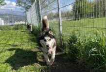 Huskys aus Keller gerettet: Leben im Sonnenlicht entdecken huskys-aus-keller-gerettet-leben-im-sonnenlicht-entdecken
