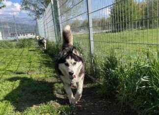 Huskys aus Keller gerettet: Leben im Sonnenlicht entdecken huskys-aus-keller-gerettet-leben-im-sonnenlicht-entdecken