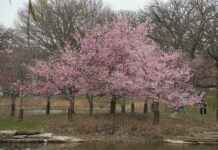 Teilnehmer: Chicago Bears Gegen Detroit Lions Spielerstatistiken Spiel Teilnehmer: Chicago Bears Gegen Detroit Lions Spielerstatistiken Spiel