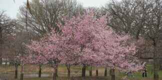 Teilnehmer: Chicago Bears Gegen Detroit Lions Spielerstatistiken Spiel Teilnehmer: Chicago Bears Gegen Detroit Lions Spielerstatistiken Spiel