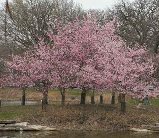 Teilnehmer: Chicago Bears Gegen Detroit Lions Spielerstatistiken Spiel Teilnehmer: Chicago Bears Gegen Detroit Lions Spielerstatistiken Spiel