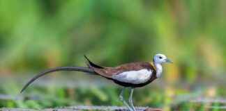 Teilnehmer: Dallas Cowboys Gegen Baltimore Ravens Spielerstatistiken Spiel Teilnehmer: Dallas Cowboys Gegen Baltimore Ravens Spielerstatistiken Spiel