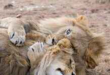 Teilnehmer: Detroit Lions Gegen Chicago Bears Spielerstatistiken Spiel Teilnehmer: Detroit Lions Gegen Chicago Bears Spielerstatistiken Spiel