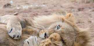 Teilnehmer: Detroit Lions Gegen Chicago Bears Spielerstatistiken Spiel Teilnehmer: Detroit Lions Gegen Chicago Bears Spielerstatistiken Spiel