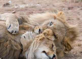 Teilnehmer: Detroit Lions Gegen Chicago Bears Spielerstatistiken Spiel Teilnehmer: Detroit Lions Gegen Chicago Bears Spielerstatistiken Spiel