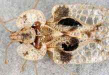 Ausbreitung der Eichennetzwanze in der Steiermark: Milliardenfach anzutreffen ausbreitung-der-eichennetzwanze-in-der-steiermark-milliardenfach-anzutreffen