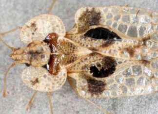 Ausbreitung der Eichennetzwanze in der Steiermark: Milliardenfach anzutreffen ausbreitung-der-eichennetzwanze-in-der-steiermark-milliardenfach-anzutreffen