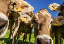 Gericht entscheidet über Kuhangriff: Frau erleidet 22 Knochenbrüche gericht-entscheidet-ber-kuhangriff-frau-erleidet-22-knochenbrche