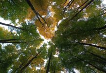 Wer Überträgt Österreich Türkei In Österreich? Top Sender Enthüllt!