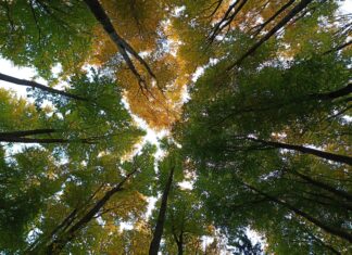 Wer Überträgt Österreich Türkei In Österreich? Top Sender Enthüllt!