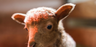 Österreich Urlaub Mit Kindern: Geheimtipps Für Unvergessliche Abenteuer