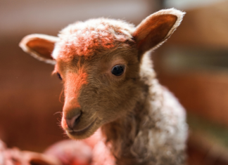 Österreich Urlaub Mit Kindern: Geheimtipps Für Unvergessliche Abenteuer