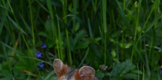 Ferienhaus Österreich Mit Hund: Traumhafte Plätze Für Tierliebhaber