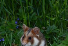 Schwarzer Adler Tannheim Österreich: Geheimtipps Für Einzigartige Erlebnisse