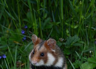 Schwarzer Adler Tannheim Österreich: Geheimtipps Für Einzigartige Erlebnisse