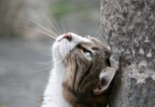 Porto Für Österreich Brief: Wie Viel Kostet Der Versand Wirklich?