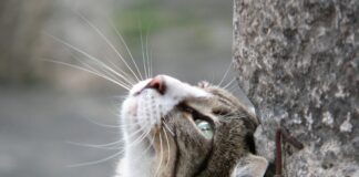 Porto Für Österreich Brief: Wie Viel Kostet Der Versand Wirklich?