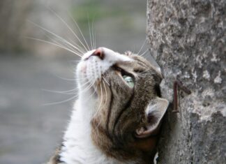 Porto Für Österreich Brief: Wie Viel Kostet Der Versand Wirklich?