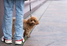 Ferienhaus Mit Hund Österreich: Geheimtipps Für Perfekten Urlaub!