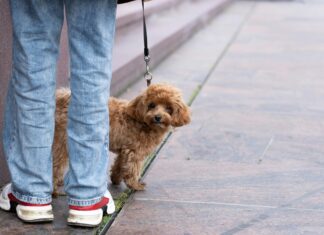 Ferienhaus Mit Hund Österreich: Geheimtipps Für Perfekten Urlaub!