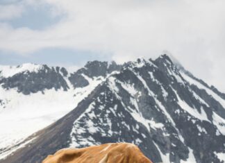Hüttendorf Maria Alm Österreich: Entdecke Das Versteckte Alpenparadies!