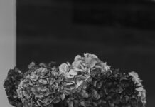 Türkei Österreich EM Übertragung: Wo Sie Das Spektakel Live Sehen