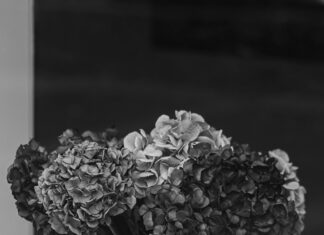 Türkei Österreich EM Übertragung: Wo Sie Das Spektakel Live Sehen