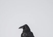 Sophie Friederike Von Österreich: Geheimnisse Und Faszinierende Fakten Enthüllt