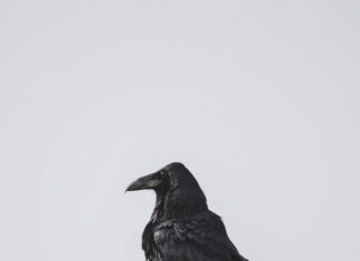 Sophie Friederike Von Österreich: Geheimnisse Und Faszinierende Fakten Enthüllt