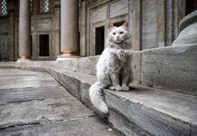 Türkei Österreich Streamen Kostenlos: Wie Funktioniert Das Echt?