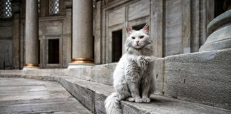 Türkei Österreich Streamen Kostenlos: Wie Funktioniert Das Echt?