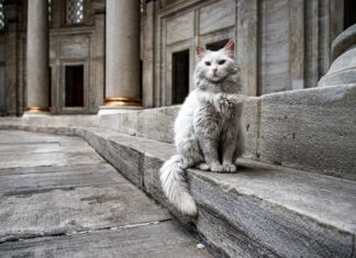 Türkei Österreich Streamen Kostenlos: Wie Funktioniert Das Echt?