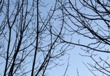 Rudolf Von Österreich Ungarn: Geheimnisse Und Faszinierende Fakten Enthüllt