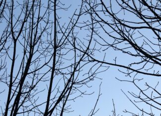 Rudolf Von Österreich Ungarn: Geheimnisse Und Faszinierende Fakten Enthüllt