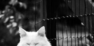 Vignette Für Österreich Kosten: Was Sie Wirklich Wissen Müssen