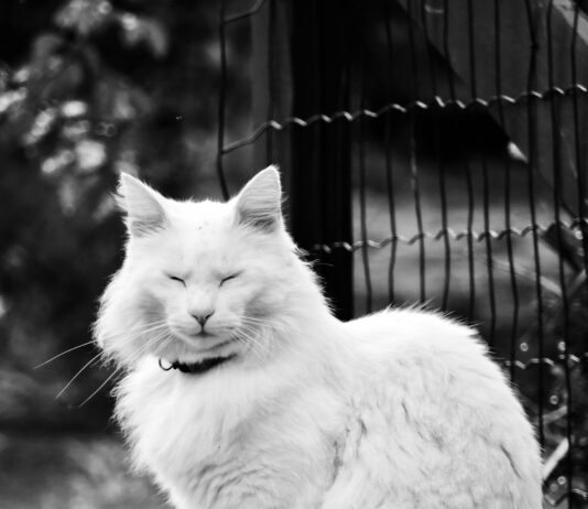 Vignette Für Österreich Kosten: Was Sie Wirklich Wissen Müssen