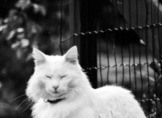 Österreich Vignette Wo Kaufen: Die Beste Anleitung Für Autofahrer