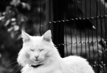 Vignette Österreich Wo Kaufen: Ultimative Tipps Für Stressfreies Fahren