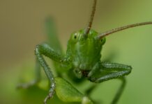 Häuser In Österreich Zu Kaufen: Traumhafte Angebote Entdecken!
