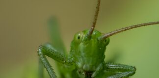 Häuser In Österreich Zu Kaufen: Traumhafte Angebote Entdecken!