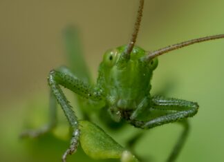 Häuser In Österreich Zu Kaufen: Traumhafte Angebote Entdecken!