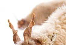 Urlaub Österreich Mit Hund: Die Besten Geheimtipps Für Abenteuer