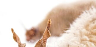 Urlaub Österreich Mit Hund: Die Besten Geheimtipps Für Abenteuer