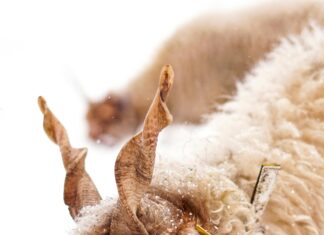 Österreich Urlaub Auf Dem Bauernhof: Geheimtipps Für Authentische Erlebnisse