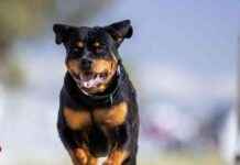 Rottweiler-Attacke: Gerichtsverfahren gegen Gemeinde Gratwein? rottweiler-attacke-gerichtsverfahren-gegen-gemeinde-gratwein