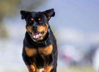 Rottweiler-Attacke: Gerichtsverfahren gegen Gemeinde Gratwein? rottweiler-attacke-gerichtsverfahren-gegen-gemeinde-gratwein